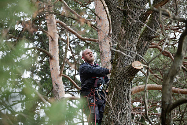 Best Arborist Consultation Services  in Eaton Estates, OH